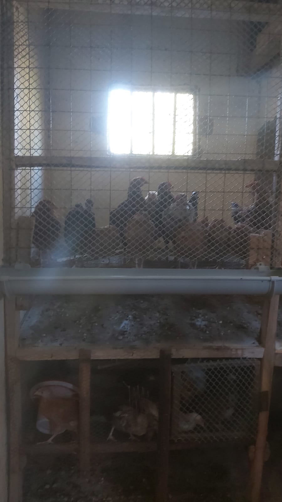 Kienyeji chickens at the farm
